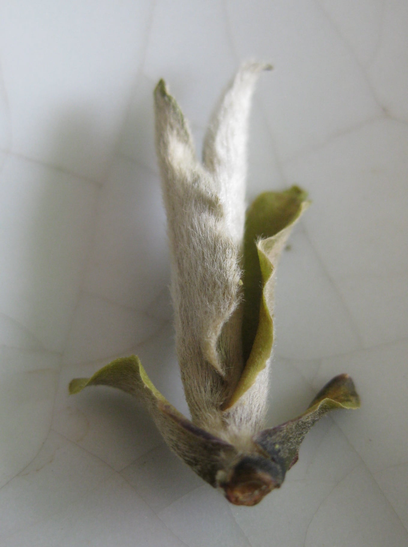 Bạch Trà Tiên