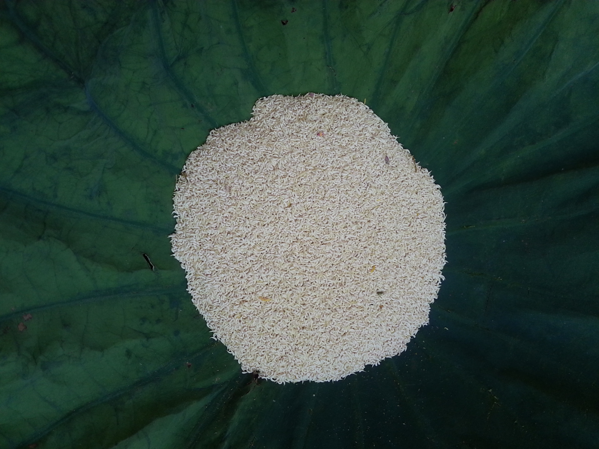 Trà xanh Tân Cương ướp Sen Tây Hồ(Trà Sen Khô) đóng gói 10gr, đựng trong hộp thiếc 250gr(25 gói 10gr)