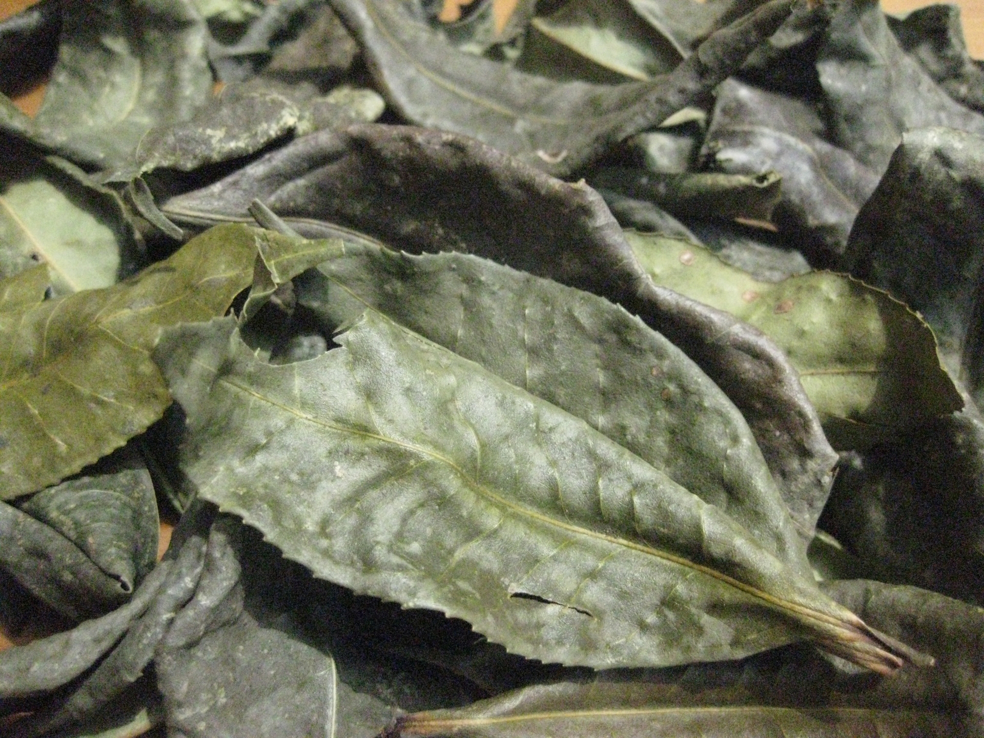 Lá già cây chè shan cổ thụ rừng(bancha)