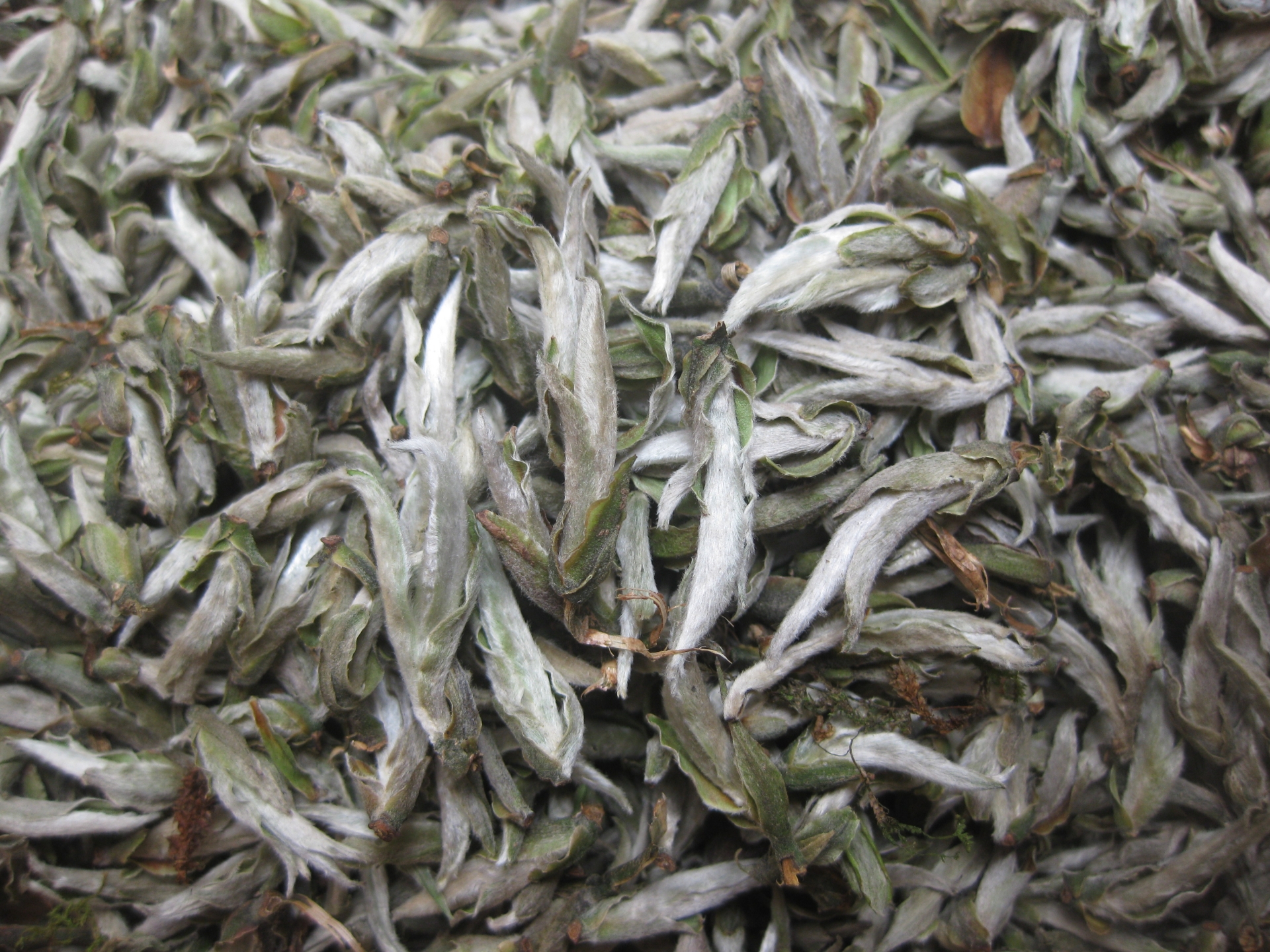 Bạch Trà Tiên
