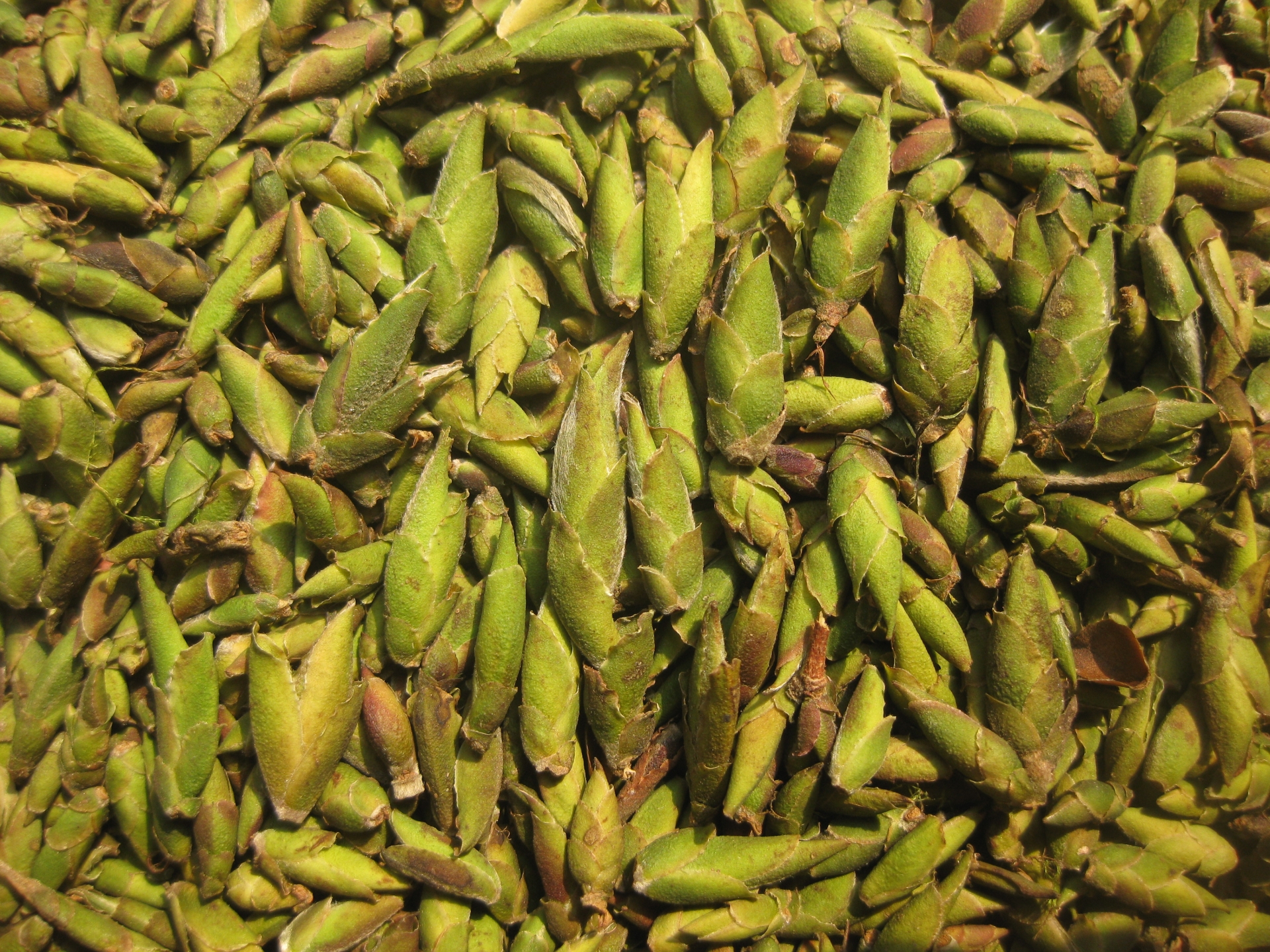 Trà Móng Rồng