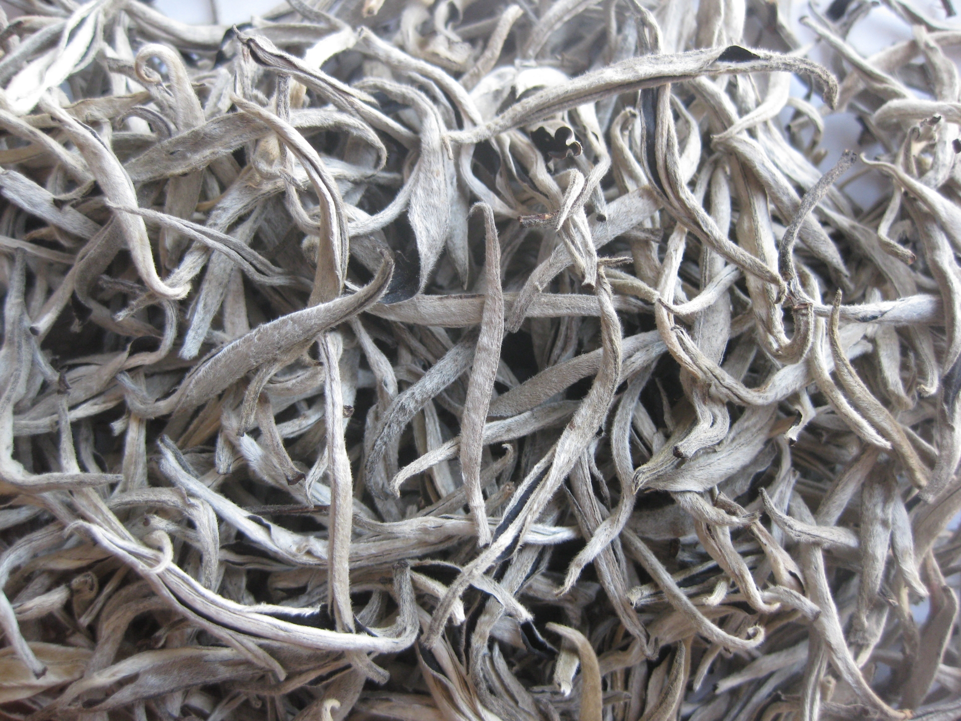 Bạch Mi Lão Trà