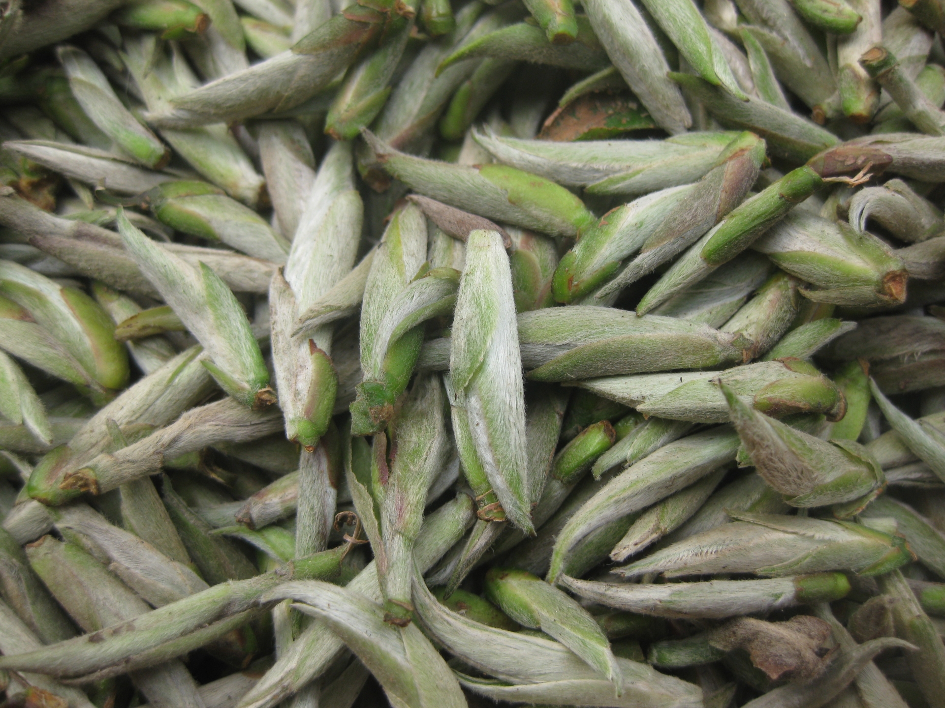 Bạch Trà Tiên