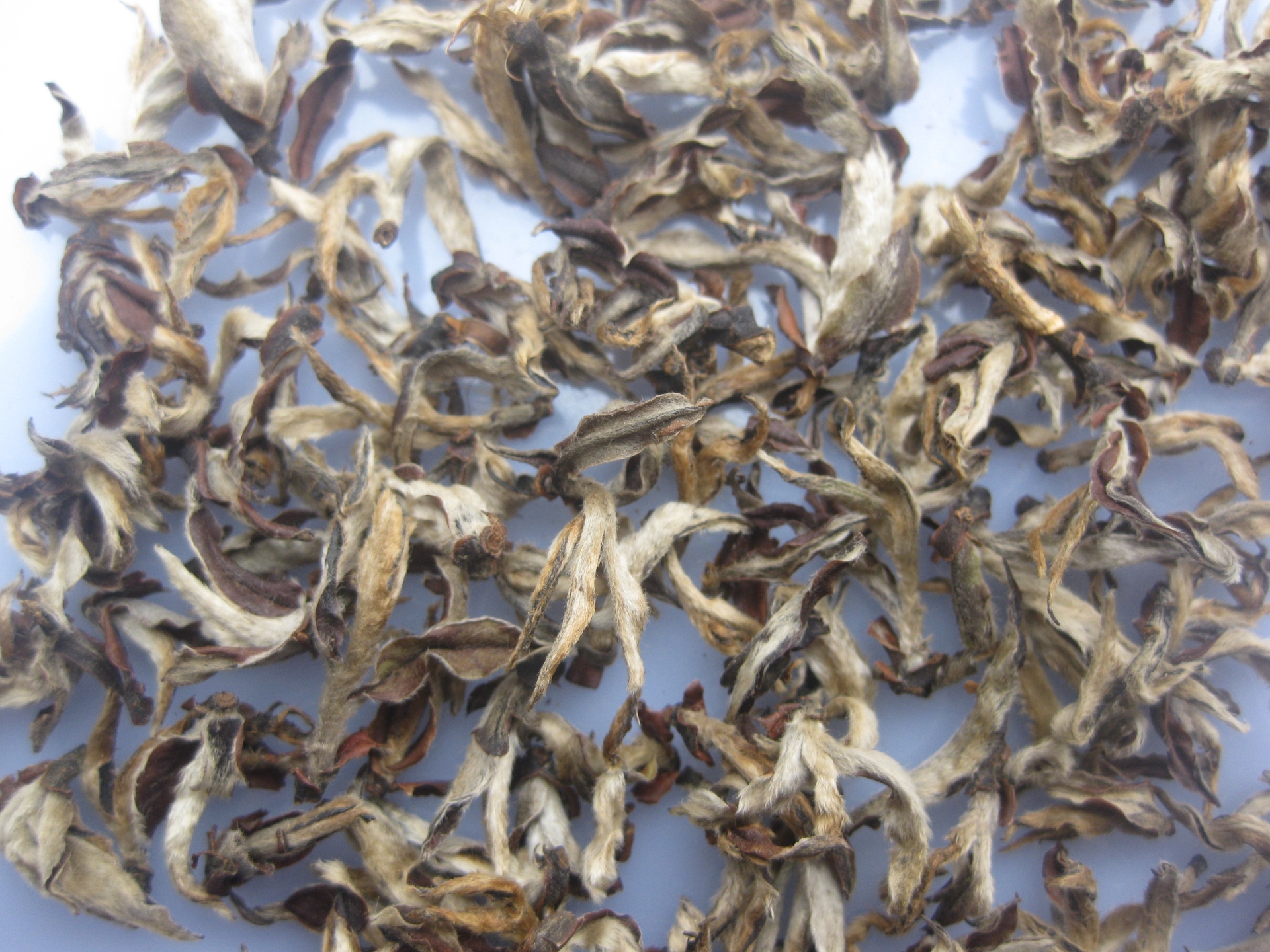 Hồng Trà Tiên