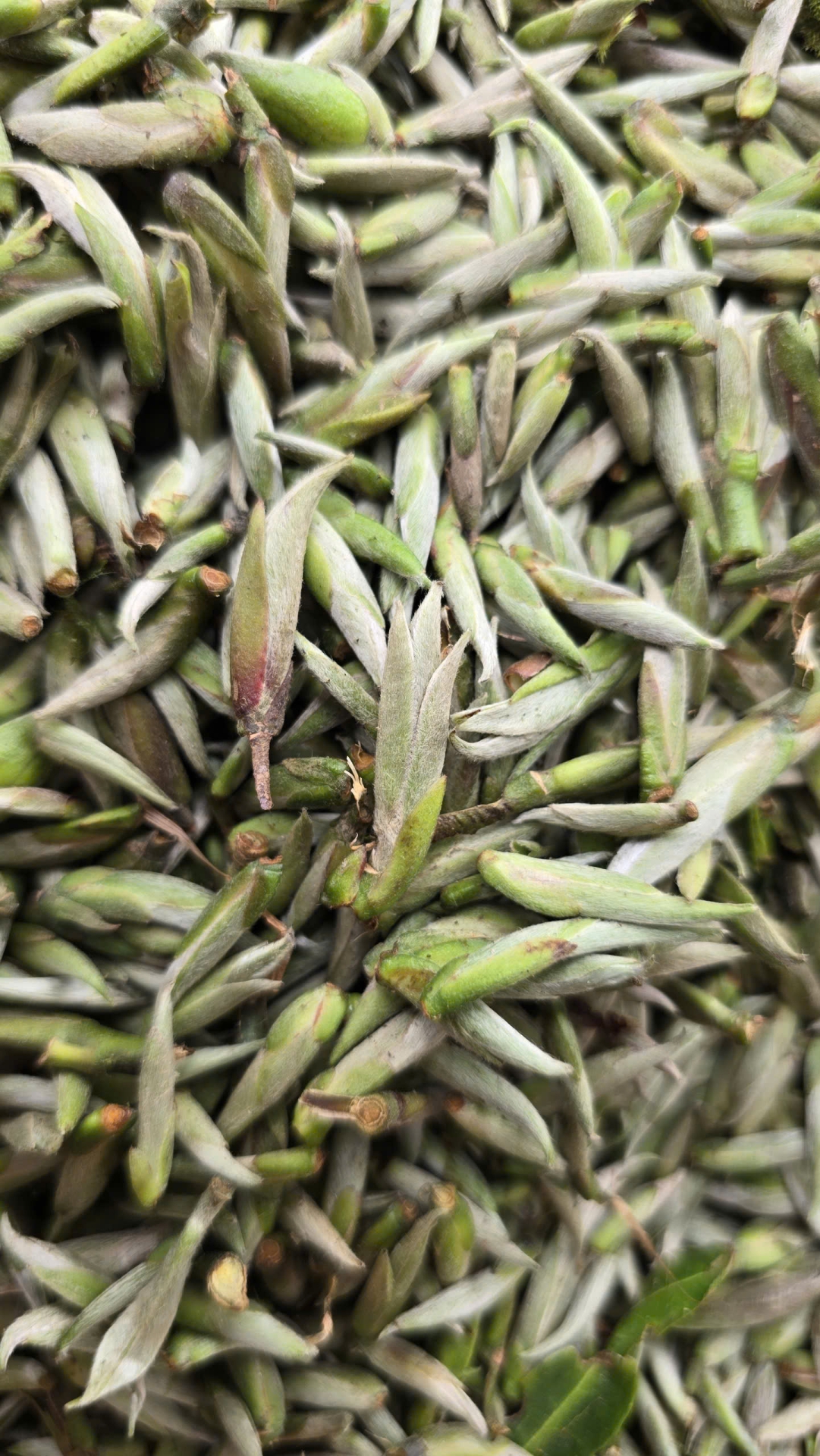 Bạch Trà Tiên