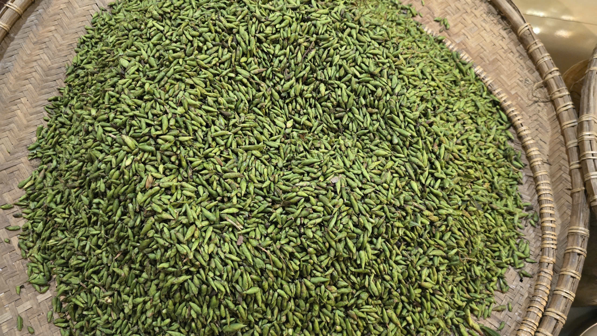 Trà Móng Rồng