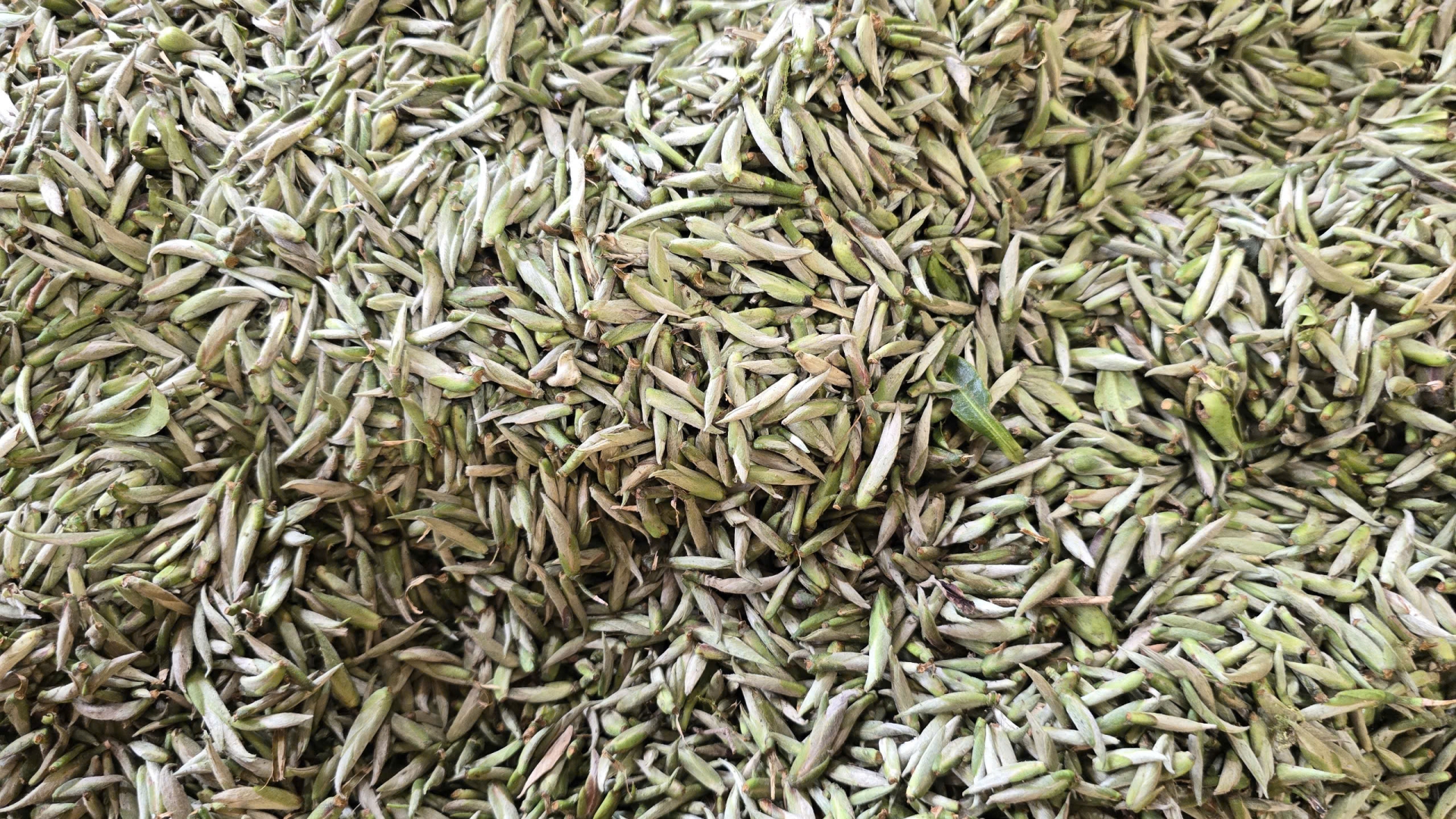 Bạch Trà Tiên