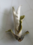 Bạch Trà Tiên