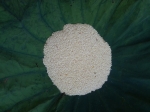 Trà xanh Tân Cương ướp Sen Tây Hồ(Trà Sen Khô) đóng gói 10gr, đựng trong hộp thiếc 250gr(25 gói 10gr)