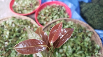 Lá Già Hoa Đỏ