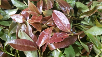 Hồng Trà Hoa Đỏ