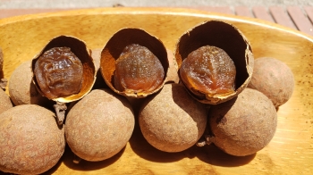 Nhãn cao nguyên Mộc Châu sấy khô nguyên vỏ