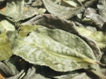 Lá già cây chè shan cổ thụ rừng(bancha)