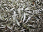 Bạch Trà Tiên