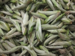 Bạch Trà Tiên