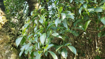 Cây chè cổ thụ Lai Châu