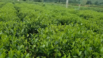 Vùng chè nguyên liệu Tân Cương Thái Nguyên